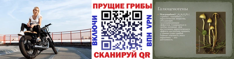 KRAKEN ONION  Осташков  Галлюциногенные грибы Magic Shrooms 